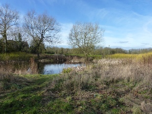 Pond in Great Linford.