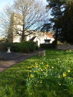 Daffodils leading to the church in Great Linford.